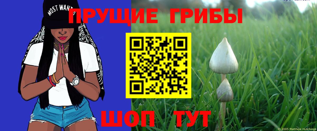 цена наркотик  Вход с VPN  Надым  Галлюциногенные грибы Cubensis 